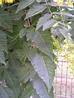 Savonnier, Koelreuteria paniculata (fam Sapindacees) (Asie, Chine, Coree) (Photo F. Mrugala) (4)